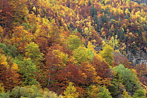 Autumn woodland in Ordesa y Monte Perdido National Park, Huesca, Spain