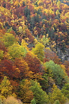 Autumn woodland in Ordesa y Monte Perdido National Park, Huesca, Spain