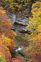 Arazas River viewed through autumn woodland in Ordesa y Monte Perdido National Park, Huesca, Spain
