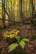 Beechwood in Ordesa y Monte Perdido National Park in the Pyrenees, Huesca, Spain