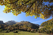 Bujaruelo Valley in autumn. Ordesa y Monte Perdido National Park, The Pyrenees, Huesca, Spain