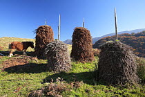 Piles of ferns in Baztan Valley, used as fertilizer when mixed with animal dung. Navarra, Spain