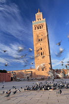 Pigeons in the courtyard of the Toutoubia Mosque in Marrakech, Morocco December 2007