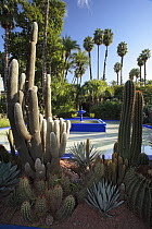 Cacti growing in the Majorelle gardens with a purple fountain in the background. Marrakech, Morocco December 2007