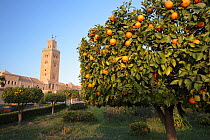 Orange tree in the Princesa Lalla Hasna gardens in Marrakech, Morocco December 2007