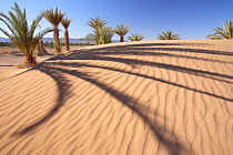 Palms casting long shadows on the dunes in Drâa Valley, Morocco December 2007