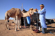 Young Berber and dromedary camel in Erg Lihoudi desert, Morocco December 2007
