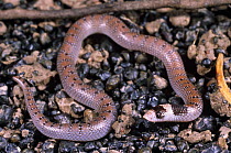 Australian coral snake {Brachyurophis australis} Queensland, Australia, october