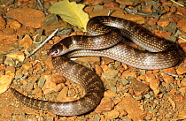 Northern shovel nosed snake {Brachyurophis roperi} male, Tennant Creek, Northern Territory, Australia, october