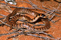 Narrow banded shovel nosed snake {Brachyurophis fasciolatus fasciatus} male, a rare burrowing species, South Australia