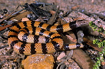 Jans banded snake {Simoselaps bertholdi} a burrowing species, Point Quobba, Western Australia