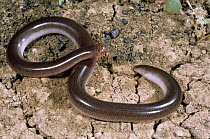 Robust blind snake {Ramphotyphlops ligatus} Bonshaw, New South Wales, Australia