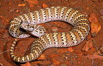 Barkly death adder {Acanthophis hawkei} female wriggling the tip of its tail (caudal lure) to mimic a grub or worm to attract a lizard within strike range, Northern Territory, Australia