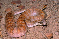 Rugose Death Adder (Acanthophis rugosus) male wriggling the tip of its tail (caudal lure) to mimic a grub or worm to attract a lizard within strike range, Darwin, Northern Territory, Australia