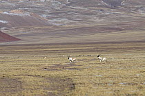 Male Tibetan antelopes / Chiru (Pantholops hodgsonii) in the Chang Tang nature reserve in central Tibet. During the rutting season young males wander alone while adult males gather females into harems...