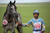 Mongolian horse and jockey before the annual Nadam horse race, Inner Mongolia. June 2006