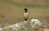 Rose coloured starling (Sturnus roseus) perched on a rock. Xinjiang Province, north-west China. June 2006