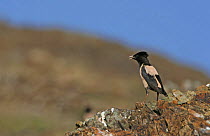 Rose coloured starling (Sturnus roseus) perched on a rock. Xinjiang Province, north-west China. June 2006
