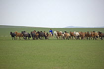 Mongolian nomad rounding up his horses in Inner Mongolia. June 2006