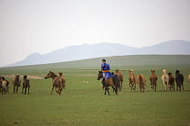 Mongolian nomad rounding up his horses in Inner Mongolia. June 2006
