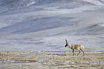 Sub-adult Tibetan antelope / Chiru (Pantholops hodgsonii) in the Chang Tang Nature Reserve of central Tibet. During the rutting season young males wander alone while adult males gather females into ha...