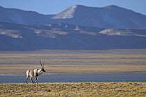 Male Tibetan antelope / Chiru (Pantholops hodgsonii) in the Chang Tang Nature Reserve of central Tibet. During the rutting season young males wander alone while adult males gather females into harems....