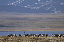 Male Tibetan antelope / Chiru (Pantholops hodgsonii) guarding his female harem in the Chang Tang Nature Reserve of central Tibet, bellowing load calls to warn off other males. December 2006,