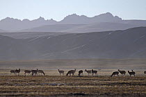 A group of female Tibetan antelopes / Chiru (Pantholops hodgsonii) foraging in the Chang Tang Nature Reserve of central Tibet, December 2006