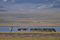 A male Tibetan antelope / Chiru (Pantholops hodgsonii) guarding his female harem in the Chang Tang nature reserve of central Tibet during the rutting season. December 2006