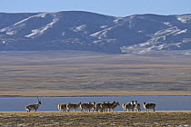 A male Tibetan antelope / Chiru (Pantholops hodgsonii) guarding his female harem in the Chang Tang nature reserve of central Tibet during the rutting season. December 2006