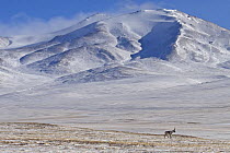 Sub-adult Tibetan antelope / Chiru (Pantholops hodgsonii) in the Chang Tang Nature Reserve of central Tibet. During the rutting season adult males gather females in a harem while juveniles wander the...