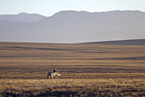 A male Tibetan antelope / chiru (Pantholops hodgsonii) in the Chang Tang nature reserve of central Tibet during the rutting season. December 2006