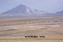 A herd of Tibetan Wild Ass (Equus kiang) roams the Chang Tang nature reserve in central Tibet. December 2006