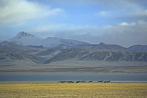 A herd of Tibetan Wild Ass (Equus kiang) roams the Chang Tang nature reserve in central Tibet. December 2006