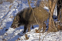 Wild Boar (Sus scrofa) foraging in the snow-covered forests Heilongjiang Province, north-east China, January 2007