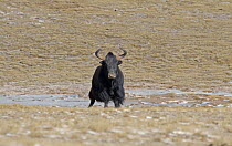 Wild Yak (Bos mutus) in the Chang Tang Nature Reserve of central Tibet. December 2006