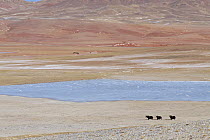 Wild Yaks (Bos mutus) beside a lake in the Chang Tang Nature Reserve of central Tibet. December 2006