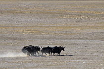 Herd of Wild Yaks (Bos grunniens) running across the Chang Tang Nature Reserve of central Tibet. December 2006