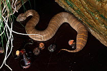 Rugose Death Adder (Acanthophis rugosus) female giving birth, live neonatal babies break out of their amniotic sacs, Darwin, Northern Territory, Australia