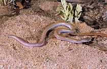 Mallee worm lizard {Aprasia aurita} male, Wathe reserve, North Western Victoria, Australia, endangered