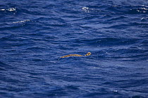 Sea Turtle near mark, Antigua Classic Yacht Regatta, April 2008.