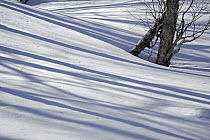 Tree shadows on snow in the forests on Changbai Shan mountain. North-east China's most famous mountain, Changbai Shan sits in Jilin Province on the border with North Korea. January 2007