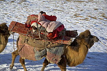 A Kazakh baby sleeps on the back of a camel, as its family follows ancient migration routes bringing their possessions and livestock down from the Altai mountains of Xinjiang Province, north-west Chin...