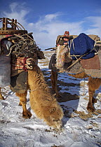 Camels stop for a rest, one carrying a small child, as a Kazakh family follows ancient migration routes, bringing their possessions and livestock down from the Altai mountains of Xinjiang Province, no...