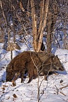 Wild boar (Sus scrofa) foraging in the forests of Heilongjiang province, north-east China, in winter. January 2007