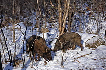 Wild boar (Sus scrofa) foraging in the forests of Heilongjiang province, north-east China, in winter. January 2007
