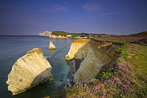 Cliffs and sea stacks just after sunrise at Freshwater Bay, Isle of Wight, Hampshire, UK,
