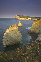 Cliffs and sea stacks just after sunrise at Freshwater Bay, Isle of Wight, Hampshire, UK,