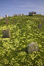 Primroses growing in graveyard on hillside, North Uist, Outer Hebrides, Western Isles, Scotland, UK