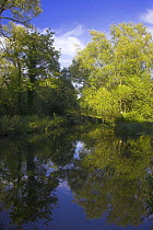 Tree reflections in the River Itchen, nr New Alresford, Hampshire, UK